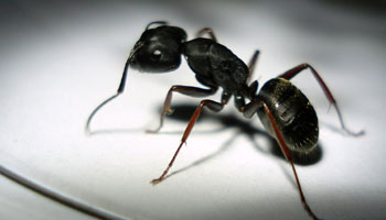 Was hilft gegen Ameisen in der Wohnung