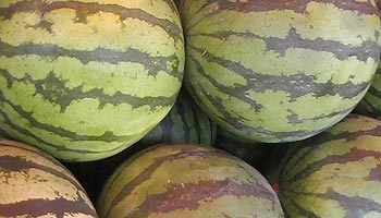 Ist Melone Obst oder Gemüse