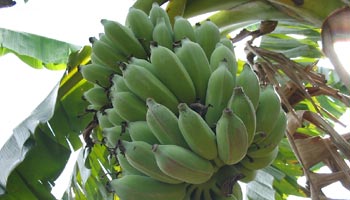 Woher kommen Bananen